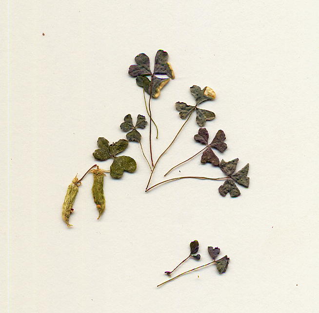 oxalis corniculata - acetosella